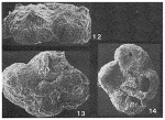 Ammopemphix lacustris Haman & Marolt, 1985