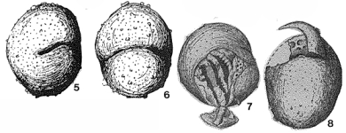Nephrosphaera fissurata Kristan-Tollmann, 1971, author: Loeblich & Tappan, 1987