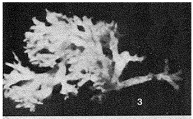 Ipoa fragila Tendal & Hessler, 1977, author: Loeblich & Tappan, 1987