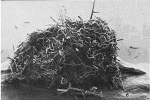 Lana neglecta Tendal & Hessler, 1977