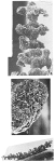 Baculella globofera Tendal & Hessler, 1977, author: Loeblich & Tappan, 1987