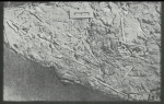 Aciculina parva Vyalov, 1966