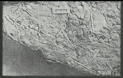 Aciculina parva Vyalov, 1966