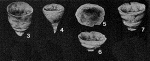 Hyperamminoides expansus Plummer, 1945