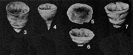 Hyperamminoides expansus Plummer, 1945