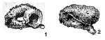 Ammovolummina saumensis Chernykh, 1967