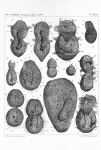 Ciliophora