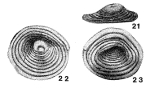 Arenoturrispirillina aptica Tairov, 1956