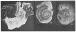 Hemidiscella palabunda Bock, 1968