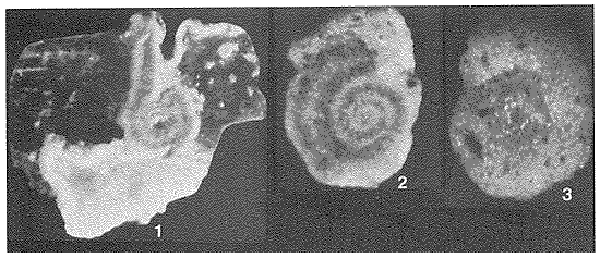 Hemidiscella palabunda Bock, 1968
