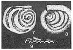 Ammodiscella virgilensis Ireland, 1956