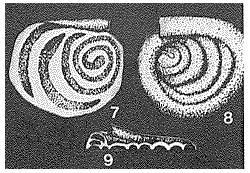 Ammodiscella virgilensis Ireland, 1956 Ammodiscella virgilensis Ireland, 1956