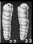 Turritellella shoneana (Siddall, 1878) Turritellella shoneana (Siddall, 1878)