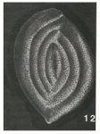 Psamminopelta bowsheri Tappan, 1957