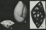 Silicosigmoilina californica Cushman & Church, 1929