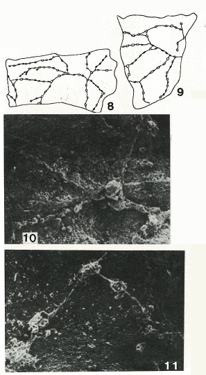 Telammina fragilis Gooday & Haynes, 1983 Telammina fragilis Gooday & Haynes, 1983