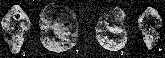 Ammosiphonia vulgaris He, 1977 Ammosiphonia vulgaris He, 1977