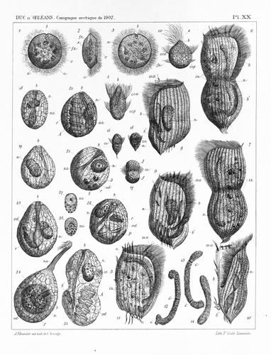 Meunier (1910, pl. 20) Meunier (1910, pl. 20)