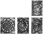 Debarina hahounerensis Fourcade, Raoult & Vila, 1972