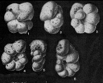 Trochamminita irregularis Cushman & Brönnimann, 1948