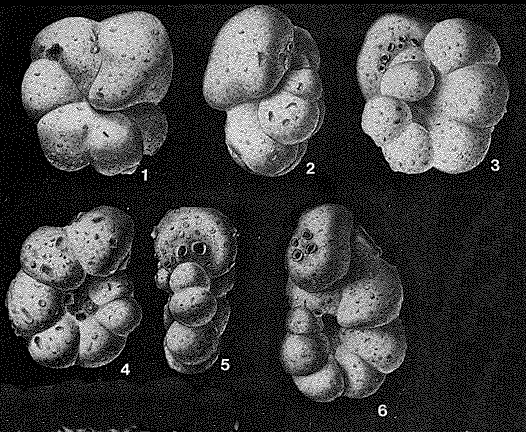 Trochamminita irregularis Cushman & Brönnimann, 1948
