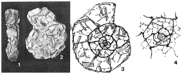 Discammina fallax Lacroix, 1932, author: Loeblich & Tappan, 1987