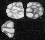 Paratrochamminoides korosmezoensis (Majzon, 1943)