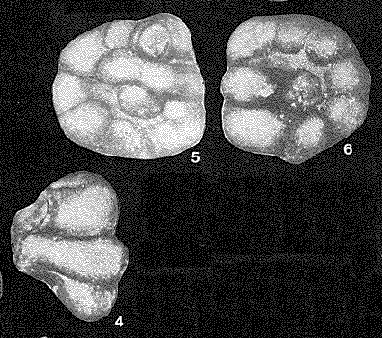 Paratrochamminoides korosmezoensis (Majzon, 1943)