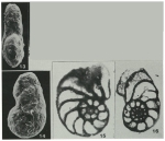 Comaliamma charentiiformis Loeblich & Tappan, 1985
