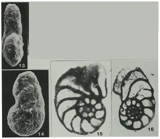 Comaliamma charentiiformis Loeblich & Tappan, 1985