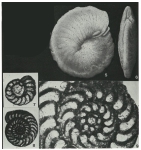 Daxia cenomana Cuvillier & Szakall, 1949
