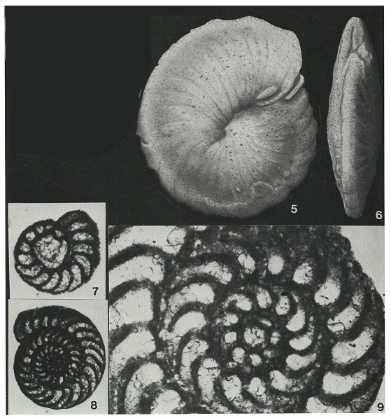 Daxia cenomana Cuvillier & Szakall, 1949 Daxia cenomana Cuvillier & Szakall, 1949
