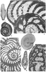 Mayncina orbignyi (Cuvillier & Szakall, 1949)