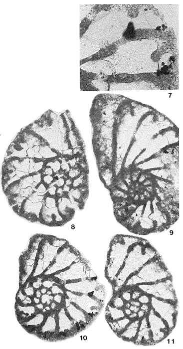 Phenacophragma assurgens Applin, Loeblich & Tappan, 1950 Phenacophragma assurgens Applin, Loeblich & Tappan, 1950