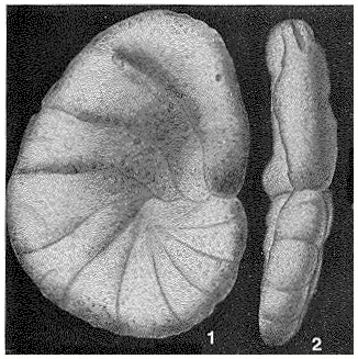 Phenacophragma assurgens Applin, Loeblich & Tappan, 1950 Phenacophragma assurgens Applin, Loeblich & Tappan, 1950