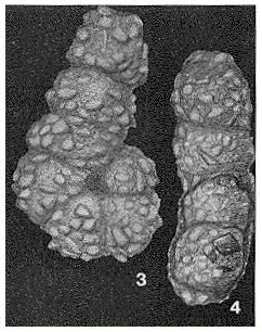 Spirolina agglutinans d'Orbigny, 1846 Spirolina agglutinans d'Orbigny, 1846