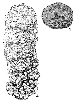 Ammobacularia triloba Kristan-Tollmann, 1964 Ammobacularia triloba Kristan-Tollmann, 1964