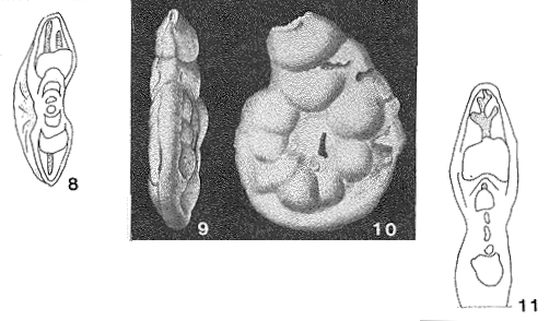 Discamminoides tobleri Brönnimann, 1951 Discamminoides tobleri Brönnimann, 1951