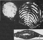 Pterammina israelensis Hamaoui, 1965