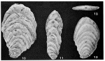 Flabellammina alexanderi Cushman, 1928