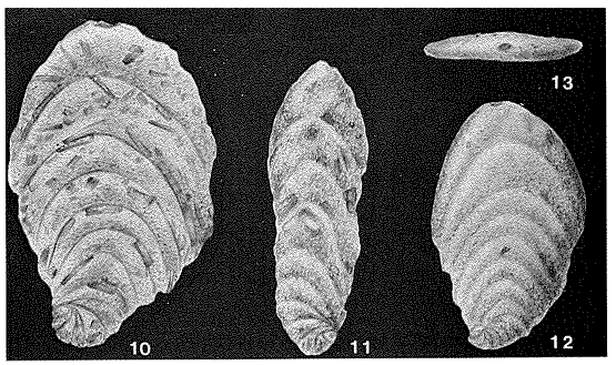 Flabellammina alexanderi Cushman, 1928