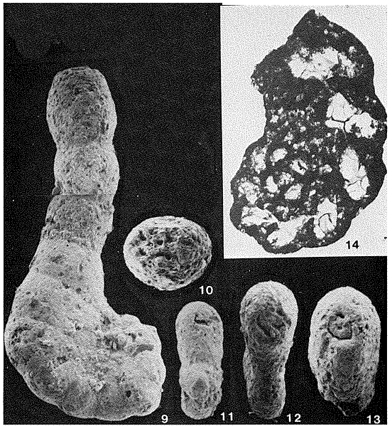 Kolchidina paleocenica (Cushman, 1947) Kolchidina paleocenica (Cushman, 1947)