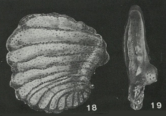 Praeammoastuta alberdingi Bursch, 1952 Praeammoastuta alberdingi Bursch, 1952