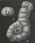 Acruliammina longa (Tappan, 1940)