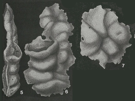 Ammocibicides proteus Earland, 1934 Ammocibicides proteus Earland, 1934
