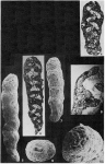 Adhaerentia midwayensis Plummer, 1938