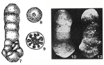Bulbophragmium aequale Maync, 1952
