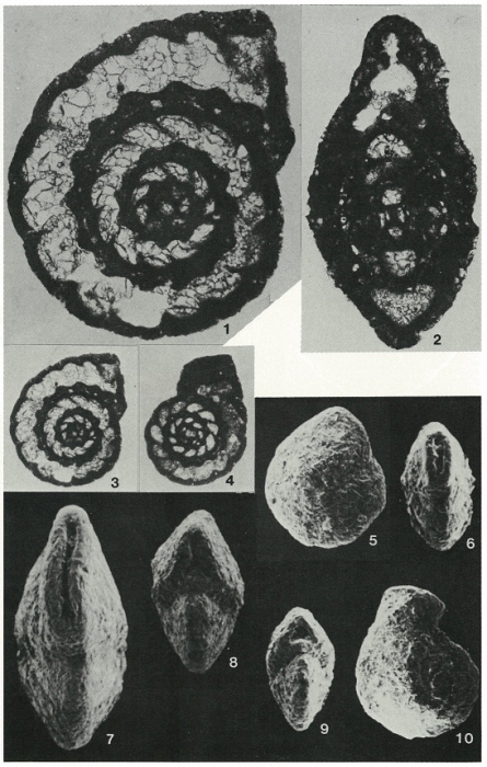 Charentia cuvillieri Neumann, 1965