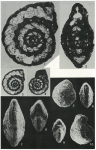 Chromista - Foraminifera (foraminifers)