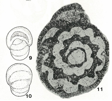 Melathrokerion valserinense Brönnimann & Conrad, 1967 Melathrokerion valserinense Brönnimann & Conrad, 1967